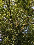 The Old Tree icon